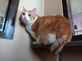 Domestic Short Hair Cats Available for Adoption in New Braunfels, Texas - Cutie Pie (Carroll 6) | PetCurious