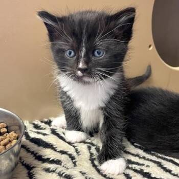 Domestic Short Hair Cats Available for Adoption - Velcro | PetCurious