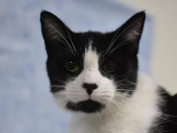 Spike -  Domestic Short Hair Cat for Adoption in Portland, Oregon - Spike | PetCurious