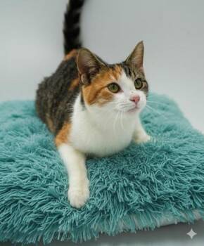 Rescue Domestic Short Hair Cats for Adoption in Bowling Green, Kentucky - Verizon | PetCurious