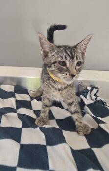 Manning -  Domestic Short Hair Cat for Adoption in Dickson, Tennessee - Manning | PetCurious