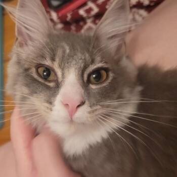 Flounder -  British Longhair Cat for Adoption in West Warwick, Rhode Island - Flounder | PetCurious