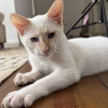 Domestic Short Hair Cats Available for Adoption in Richmond, Virginia - Blue | PetCurious