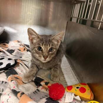 Myron -  Domestic Short Hair Cat for Adoption in Richmond, Indiana - Myron | PetCurious