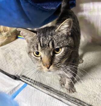 Tabby Cats Available for Adoption in Alameda, California - Ben | PetCurious