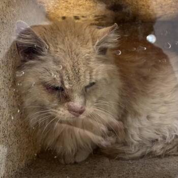 Domestic Long Hair Cats Available for Adoption - 70054 | PetCurious