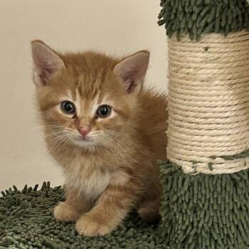 Isaac -  Domestic Short Hair Cat Available for Adoption in Chattanooga, Tennessee - Isaac | PetCurious