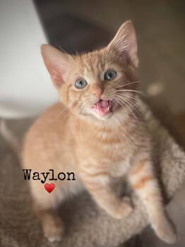 Waylon -  Domestic Short Hair Cat for Adoption in Dansville, New York - Waylon | PetCurious