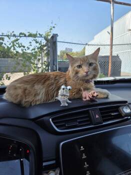 Clementine -  Domestic Medium Hair Cat for Adoption in Clay, New York - Clementine | PetCurious