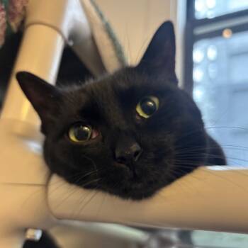 Waffles -  Domestic Short Hair Cat for Adoption in New York, New York - Waffles | PetCurious