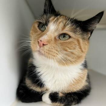 Domestic Short Hair Cats Available for Adoption - Hashbrown | PetCurious