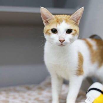 Daisy -  Domestic Short Hair Cat for Adoption in Atlanta, Georgia - Daisy | PetCurious