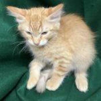 CoCo Puff -  Tabby Cat for Adoption in Green Valley, Arizona - CoCo Puff | PetCurious