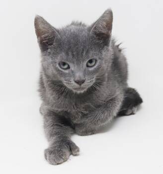 Patriot - so handsome so perfect so snuggly - EXTRA TOES - OLD E -  Russian Blue and Extra Toes Cat Hemingway Polydactyl Cat for Adoption in Bedford Hills, New York - Patriot - So Handsome So Perfect So Snuggly - EXTRA TOES - OLD E | PetCurious