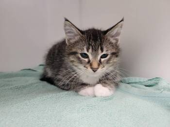 Domestic Short Hair Cats Available for Adoption in Delson, Quebec - AURA | PetCurious