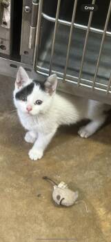 Rescue Domestic Short Hair Cats for Adoption in Vicksburg, Mississippi - Cindi | PetCurious