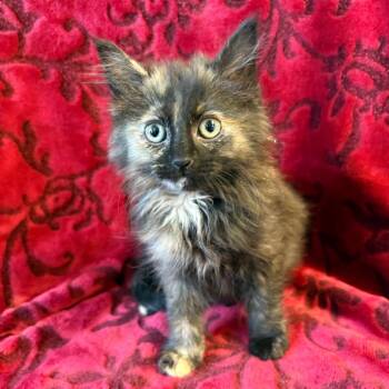 Mercari -  Domestic Long Hair Cat for Adoption in Mt. Juliet, Tennessee - Mercari | PetCurious
