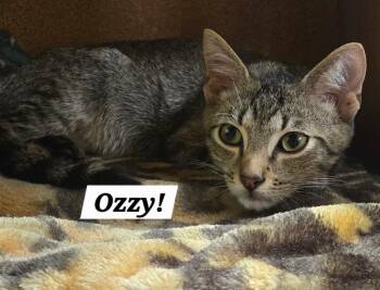 Ozzy -  Domestic Short Hair and Tabby Cat for Adoption in San Antonio, Texas - Ozzy | PetCurious