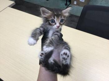 Rescue Domestic Short Hair Cats for Adoption in Thousand Palms, California - SAHARA | PetCurious