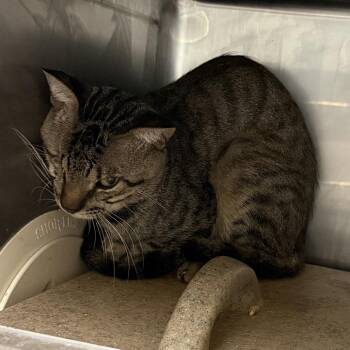TUSC-Wildlife-84859 -  Domestic Short Hair Cat for Adoption in Tuscaloosa, Alabama - TUSC-Wildlife-84859 | PetCurious