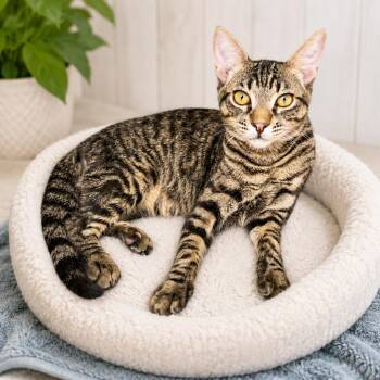 Rinse -  Domestic Short Hair Cat for Adoption in San Diego, California - Rinse | PetCurious