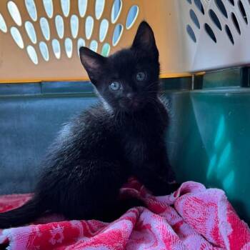 Midnight -  Domestic Short Hair Cat for Adoption in Manhattan, Kansas - Midnight | PetCurious