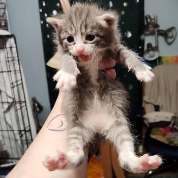 Plucky -  Domestic Short Hair Cat for Adoption in Durham, North Carolina - Plucky | PetCurious