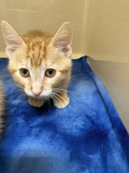 Trinnie -  Domestic Short Hair Cat for Adoption in Pequot Lakes, Minnesota - Trinnie | PetCurious