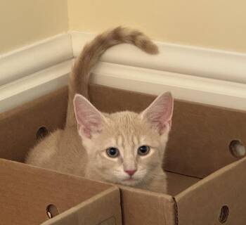 Mango -  Domestic Short Hair Cat for Adoption in Ben Avon, Pennsylvania - Mango | PetCurious