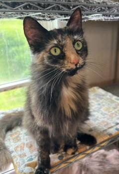 Rescue Domestic Short Hair Cats for Adoption in Mount Pleasant, Pennsylvania - Charlotte | PetCurious