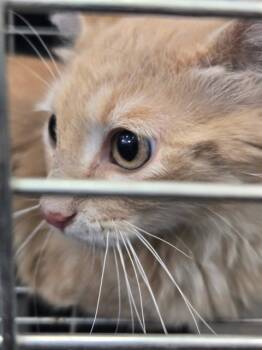 Rescue Domestic Short Hair Cats for Adoption in Casper, Wyoming - HISS | PetCurious