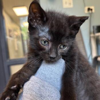 Arroyo -  Domestic Short Hair Cat for Adoption in Naperville, Illinois - Arroyo | PetCurious