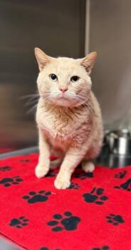 August -  Domestic Short Hair Cat for Adoption in Columbus, Nebraska - August | PetCurious