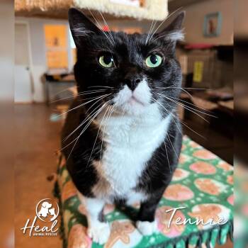 Domestic Short Hair Cats Available for Adoption in Youngwood, Pennsylvania - Tennie | PetCurious