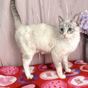 Siamese Cats Available for Adoption - Libby | PetCurious