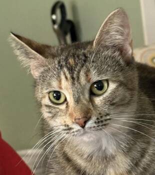 Twiggy -  Domestic Short Hair Cat for Adoption in Crossville, Tennessee - Twiggy | PetCurious
