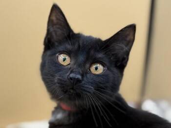 Dolly -  Domestic Short Hair Cat for Adoption in Portland, Oregon - Dolly | PetCurious