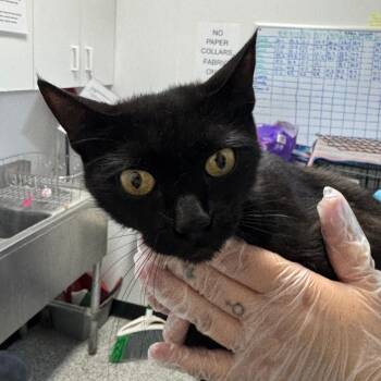 Eclipse -  Domestic Short Hair Cat for Adoption in Taos, New Mexico - Eclipse | PetCurious