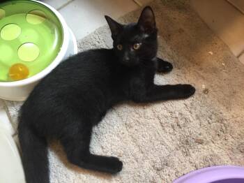 Raven -  Domestic Short Hair Cat for Adoption in Hamilton, Ontario - Raven | PetCurious