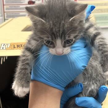 Domestic Medium Hair Cats Available for Adoption in West Palm Beach, Florida - Minou | PetCurious