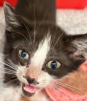 TORI -  Domestic Short Hair Cat for Adoption in Elizabethton, Tennessee - TORI | PetCurious