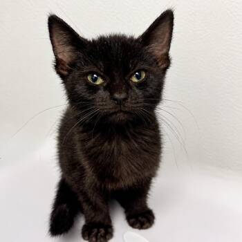 Midnight Rose -  Domestic Short Hair Cat for Adoption in Austin, Texas - Midnight Rose | PetCurious