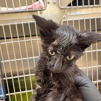 Commanders -  Domestic Short Hair Cat for Adoption in Winston-salem, North Carolina - Commanders | PetCurious