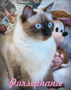 Rescue Snowshoe Cats for Adoption in Anaheim, California - Pursephanie | PetCurious