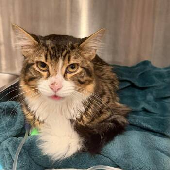Reginald -  Domestic Short Hair Cat for Adoption in Middleton, Wisconsin - Reginald | PetCurious