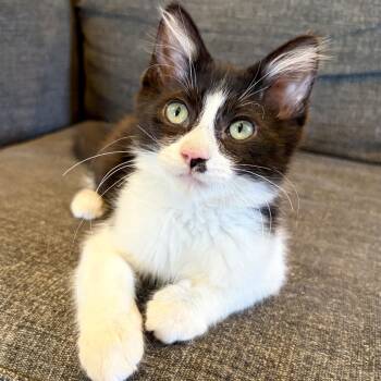 Black Jack -  Domestic Long Hair Cat for Adoption in Costa Mesa, California - Black Jack | PetCurious