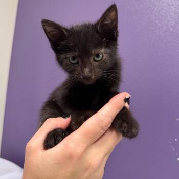 Pyra -  Domestic Short Hair Cat for Adoption in Englewood, Florida - Pyra | PetCurious