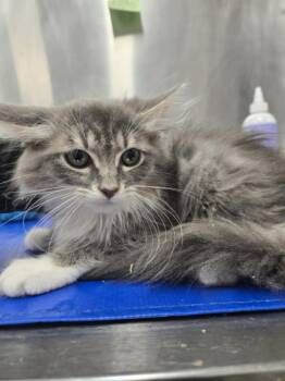 ANYA -  Domestic Long Hair Cat for Adoption in Hagerstown, Maryland - ANYA | PetCurious