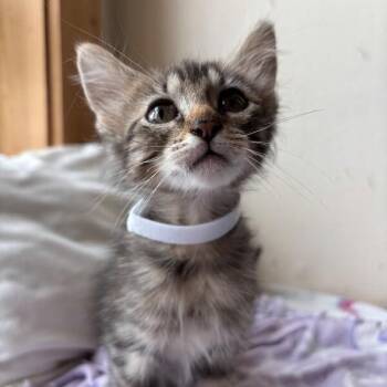 Acorn Woodville -  Tabby and Domestic Short Hair Cat for Adoption in Friendswood, Texas - Acorn Woodville | PetCurious