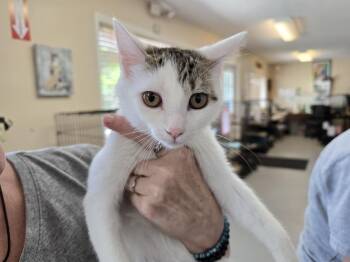 Chrissy -  Domestic Short Hair Cat for Adoption in Southbury, Connecticut - Chrissy | PetCurious